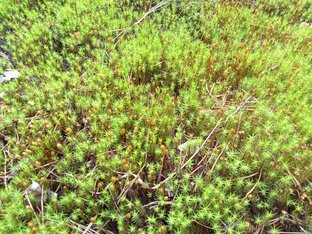 Мох сфагнум и всё о нём 