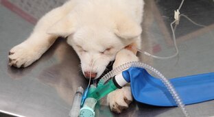 Ветеринария