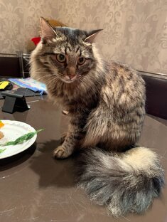 Кис Кис Кузина