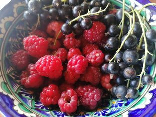 РЕМОНТАНТНАЯ МАЛИНА