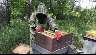 Улей #46