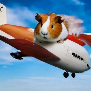 Мега морские свинки🐹