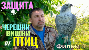 Секреты Садовода - Защита ЧЕРЕШНИ от ПТИЦ