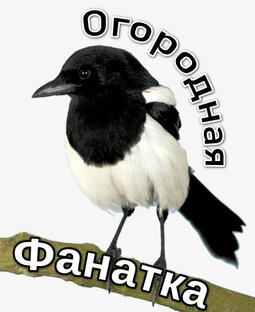 Дзен Огородная фанатка статистика