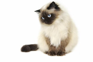 Дзен Кот и Кошка статистика
