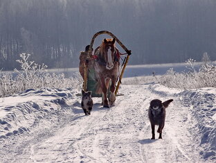Дзен Конные туры "Утро в деревне" статистика