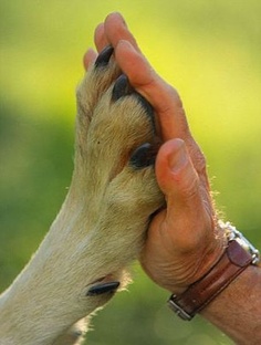 Дзен Джим ЧУСОВОЙ статистика