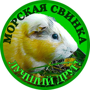 Статистика Дзен Морская свинка-лучший друг!