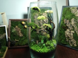 Дзен Moss lovers статистика