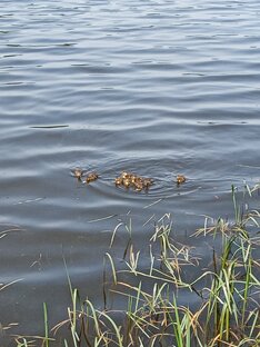 Дзен Зима статистика