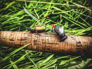 Дзен Боже, храни жуков статистика