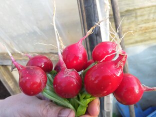 Статистика Дзен А на даче