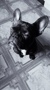 Дзен Чаки Пёс статистика