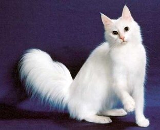 Статистика Дзен bella.cat
