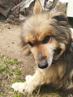 Дзен levdev статистика