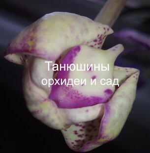 Логотип канала Танюшины орхидеи и сад