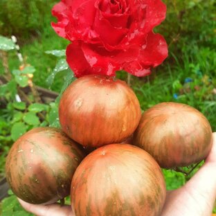 Статистика Дзен 🍅Томаты Гномы и коллекционные сорта🍅
