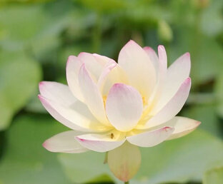 Дзен Кристальная душа | Crystal soul статистика