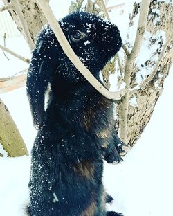 Дзен Записки черного кролика статистика