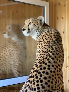 Логотип канала I_am_cheetah