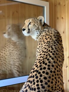 I_am_cheetah