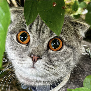 Статистика Дзен Кошка Софи