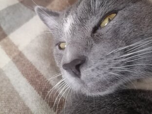 Статистика Дзен КотеичЪ