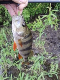 Рыбалки на окуня