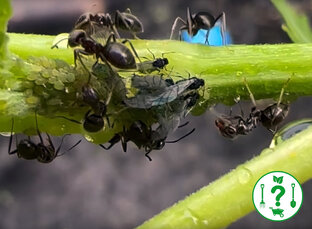 Тля и муравьи