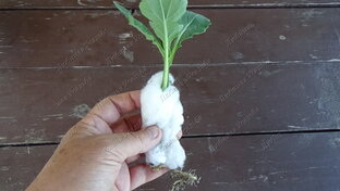 Советы садоводам