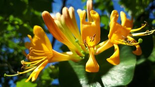 На заметку ленивым дачникам и начинающим садоводам