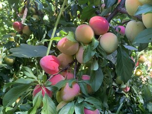 Казачий сад