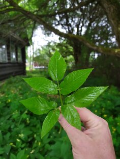 Дикоросы и лекарственные травы
