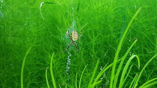 Недобрые и добрые гости