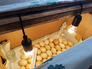 Инкубатор из коробки