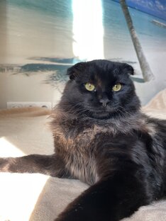 Мурчик - кот спинальник 🖤