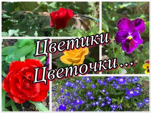 Цветики-цветочки, у меня в садочке…