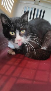 Отловы для оказания помощи.