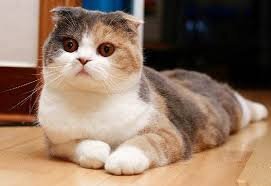 Породы кошек 🐈 