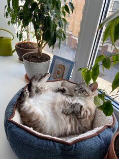 Любимая лежанка