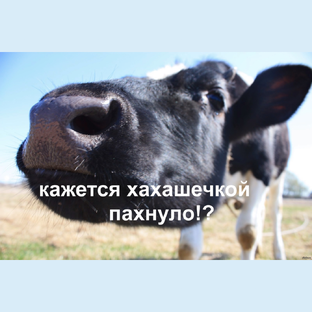 Хахашечка