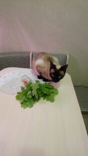 Стихи о кошках