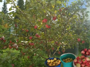 Огород на Крайнем Севере