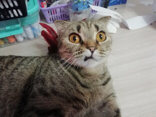 Драка с кошкой, кто победит?