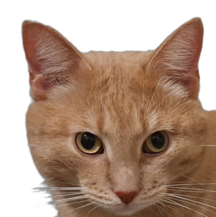 КотоВедение