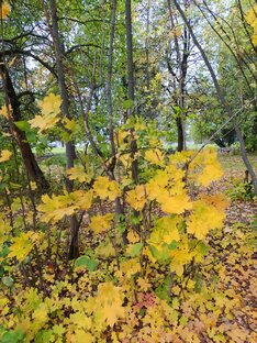 Стихи. Рассказы. Проза. Посты. Статьи. 