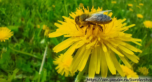 Рассказы и наблюдения