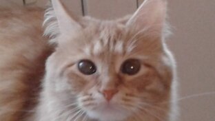 Зверьё моё.