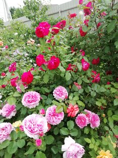 Розы, розы и снова розы