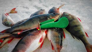 Окунь на Блесну